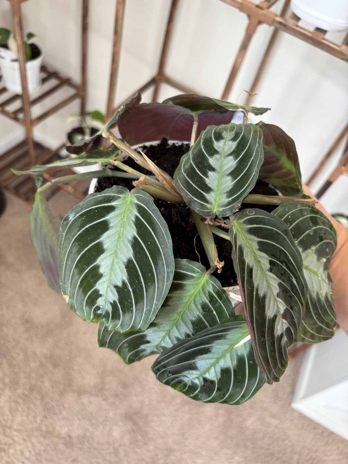 Marantha Black Prayer 6″ Pot Rare Exact Plant #010