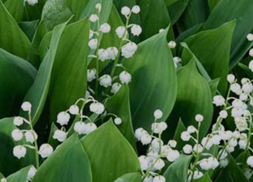 (5) Lily of the Valley (Maybells)*Will not come up until spring 2027*