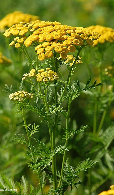 Tansy Tanaseum Vulgare medicinal insect mosquito virus repellent plant