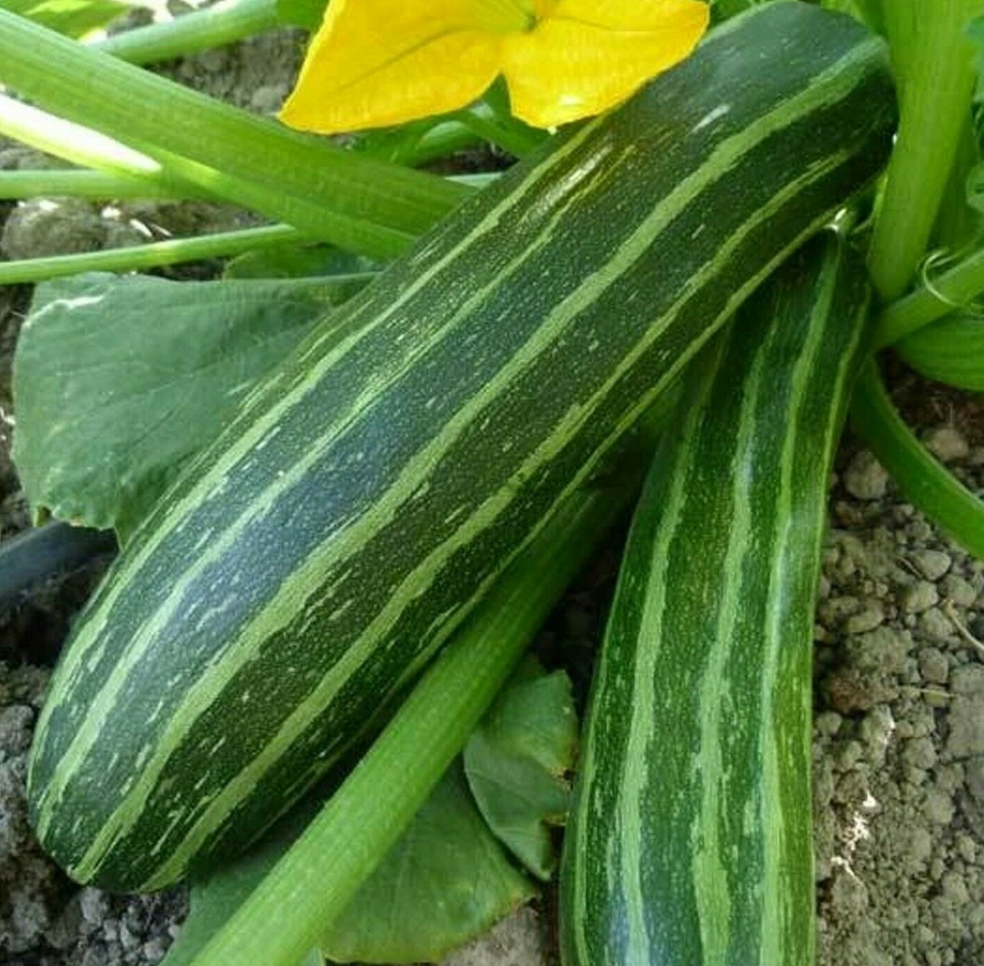 COCOZELLE ZUCCHINI SEEDS 15+ SQUASH Vegetables COOKING culinary FREE SHIPPING