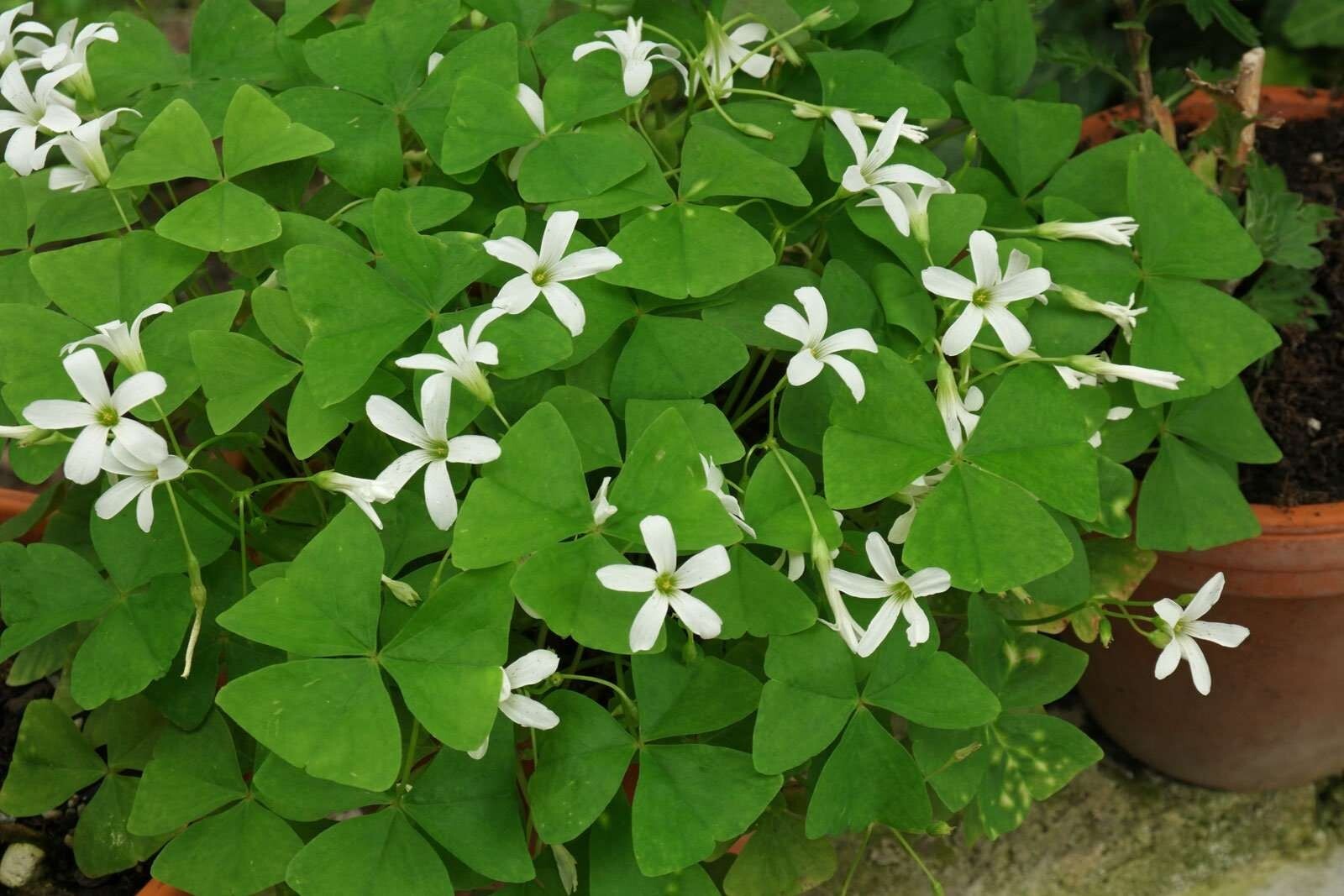 10 Oxalis REGNELLII Green shamrock rhizomes/bulbs