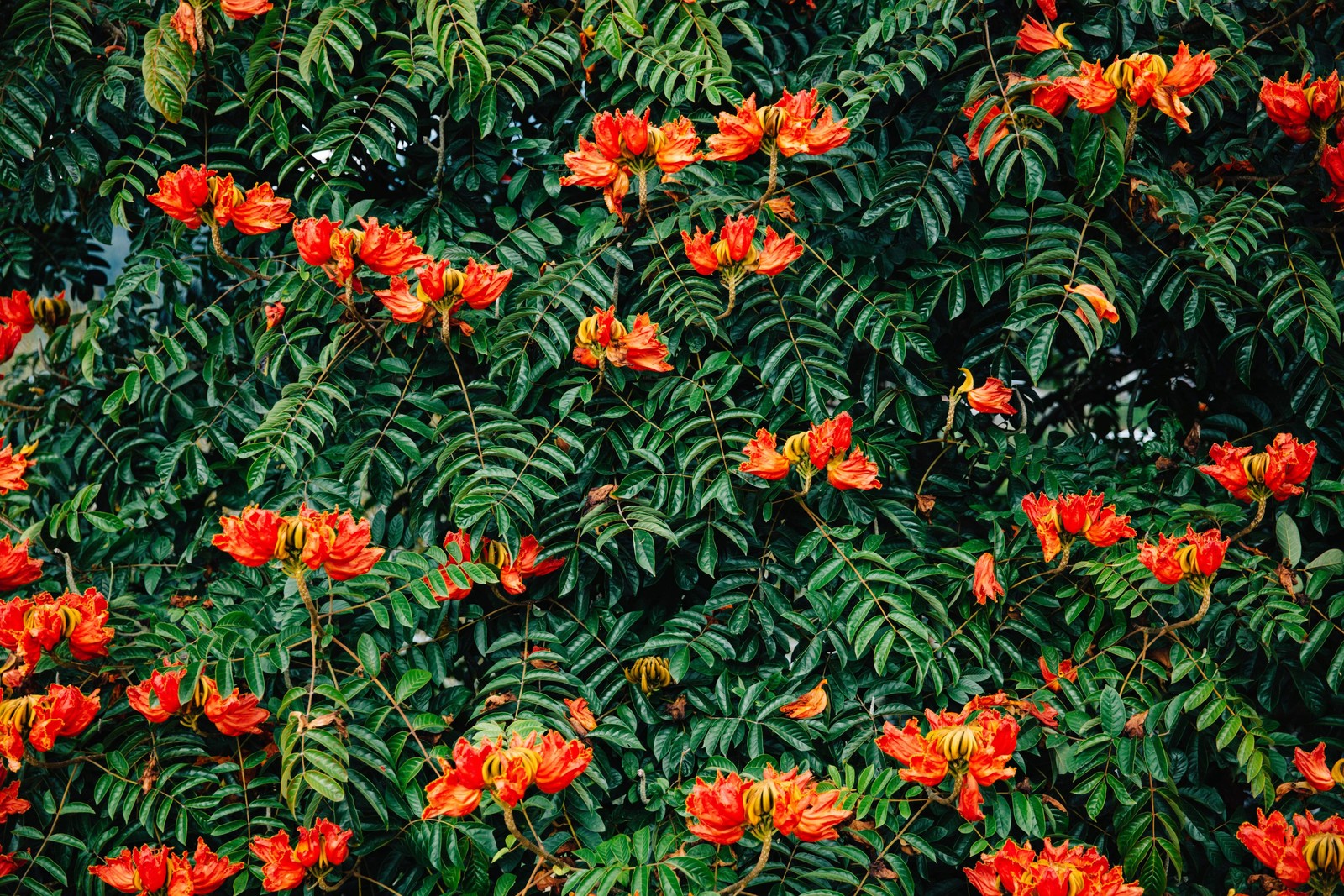 15 Red AFRICAN TULIP TREE Fire Tree Flame of Forest Spathodea Campanulata Seeds
