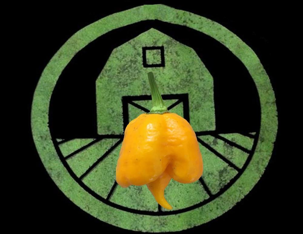 10+ Yellow 7 Pot Primo Pepper Seeds (hot chili, chile) | Hotter than Ghost