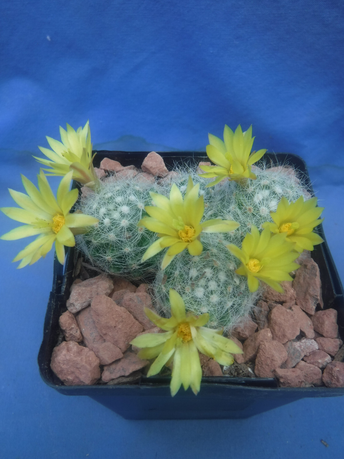 Mammillaria baumii Cactus 3 or 4 Plants LEMON SCENTED BLOOMS! FLOWERING SIZE!