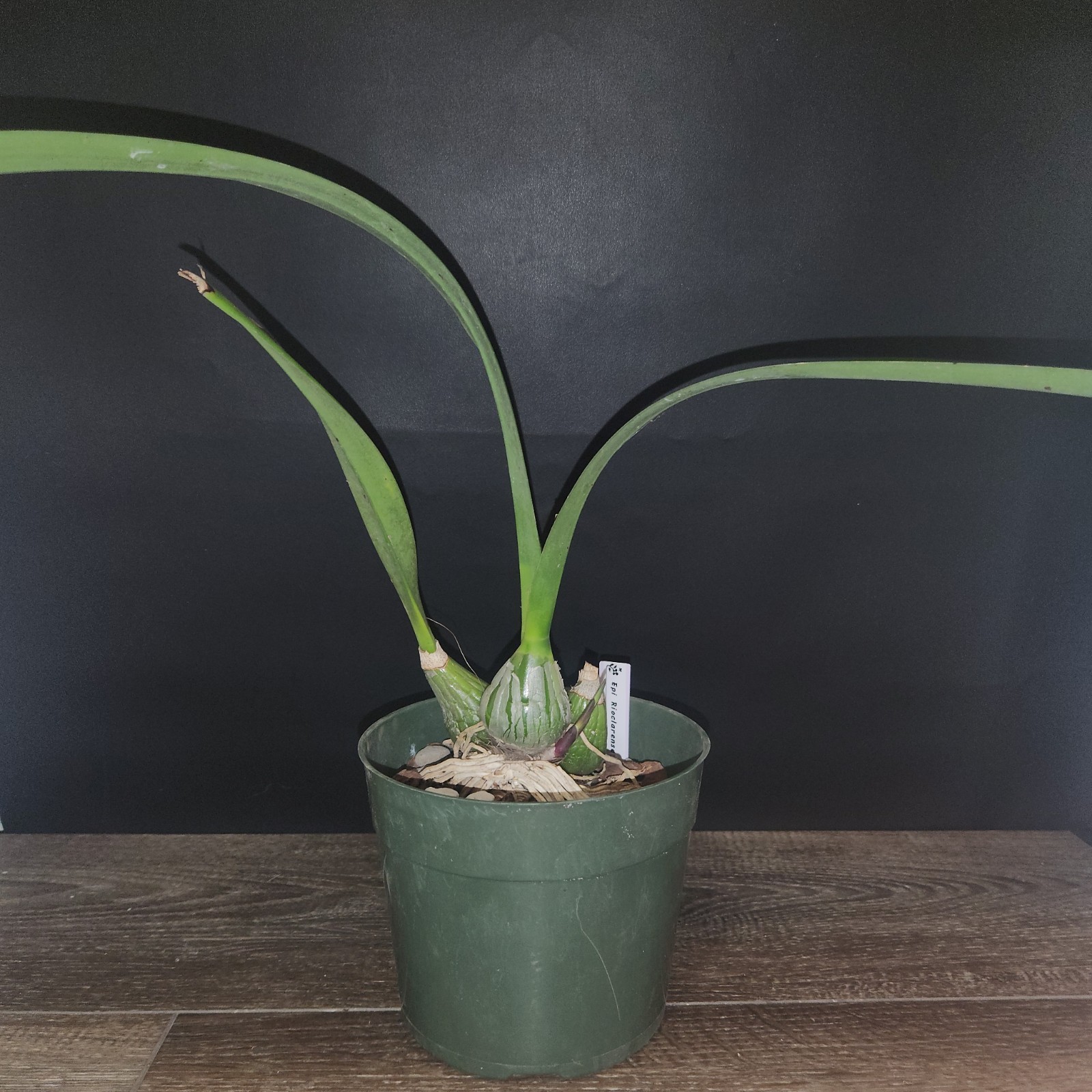 Encyclia Rioclarense 6″ Pot BS Division