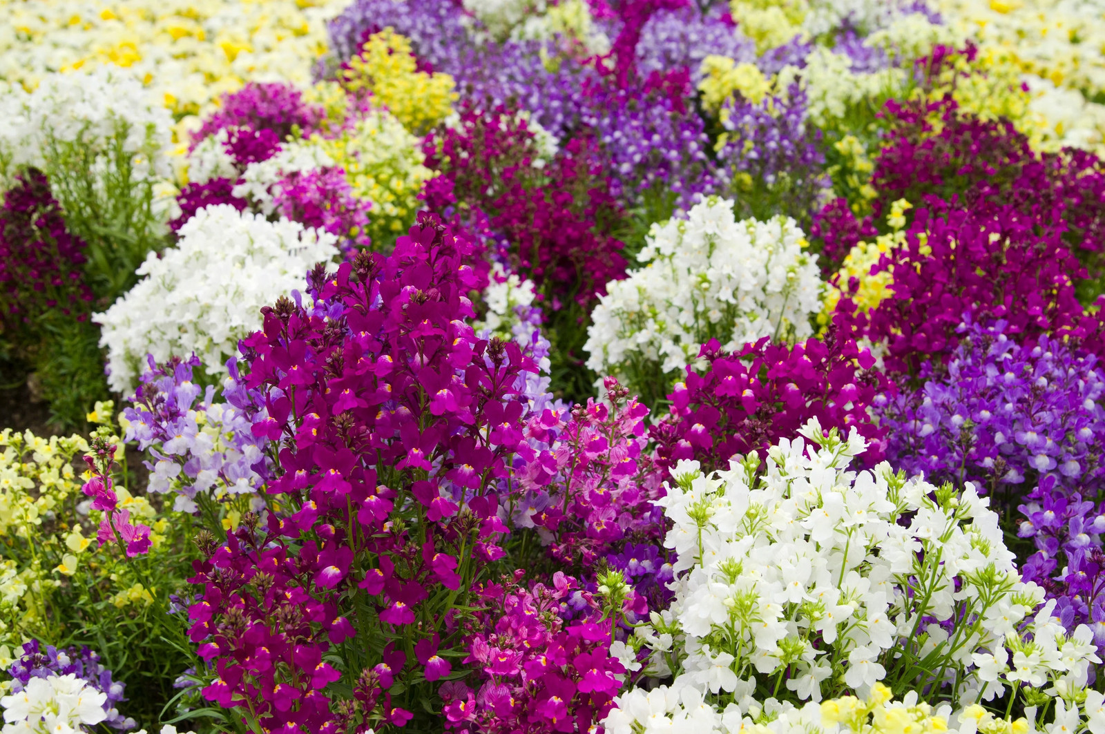 2000 NORTHERN LIGHTS Mix SNAPDRAGON Linaria Maroccana Flower Seeds