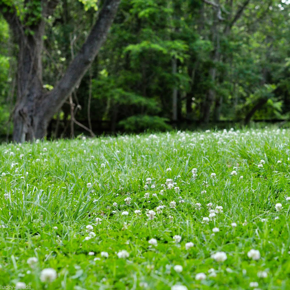 5 Pounds – White Dutch Clover Seed (Non GMO) Coated & Inoculated