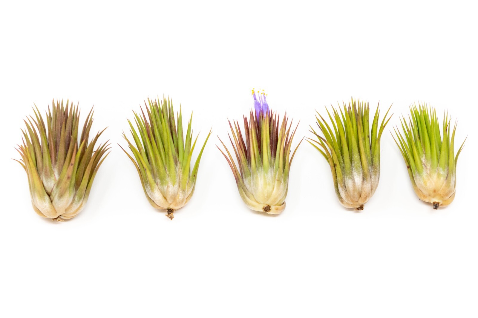 Jumbo Ionantha Guatemala ‘Macho’ Air Plants- Wholesale, Easy Care Indoor/Outdoor