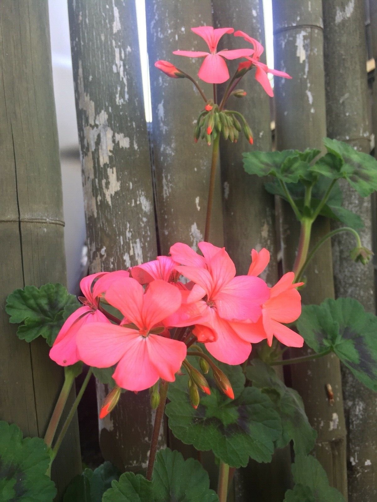 ORANGE PINK PELARGONIUM ZONAL GERANIUM FRESH LIVE PLANT 4 X 6″ STARTER CUTTINGS