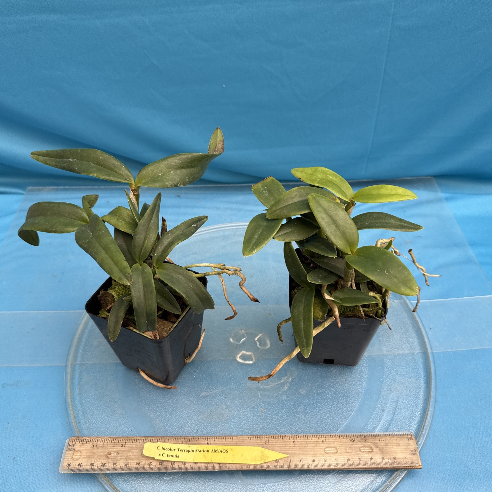 Cattleya bicolor ‘Terrapin Station’ AM/AOS X tenuis Orchid Hybrid 4” Pot