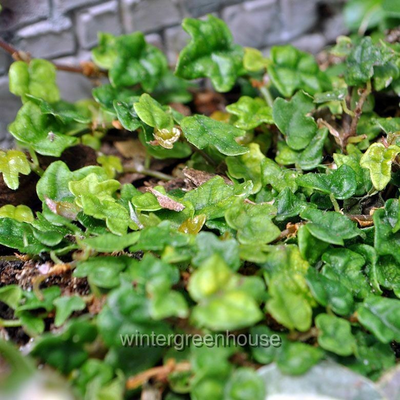 Ficus pumila, Quercifolia minima, Tiny Oak Leaf Fig