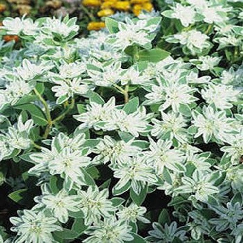 1000 Seeds Drought Tolerant Euphorbia Marginata Early Snow Garden Flower