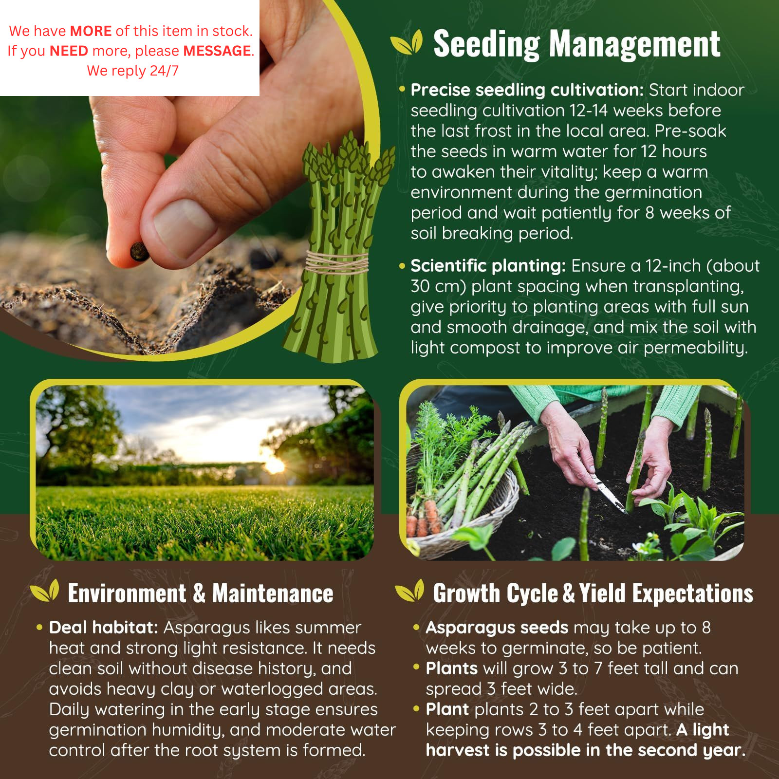 Mary Washington Asparagus Seeds – 900 Seeds, Non-GMO Heirloom green