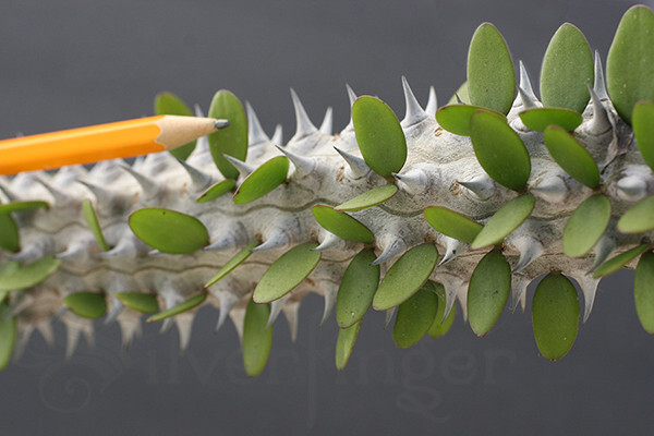 • Alluaudia Procera — Madagascar Ocotillo — NOT SEEDS! : HEALTHY LIVE PLANTS