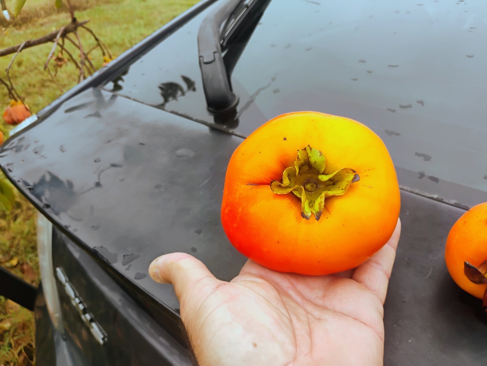 10 PCS HANA FUYU PERSIMMON TREE UNROOTED CUTTINGS 8″ Long For Grafting