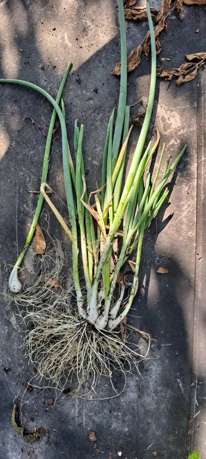 10 Egyptian Onion (Walking onion) Live bare root bulb.