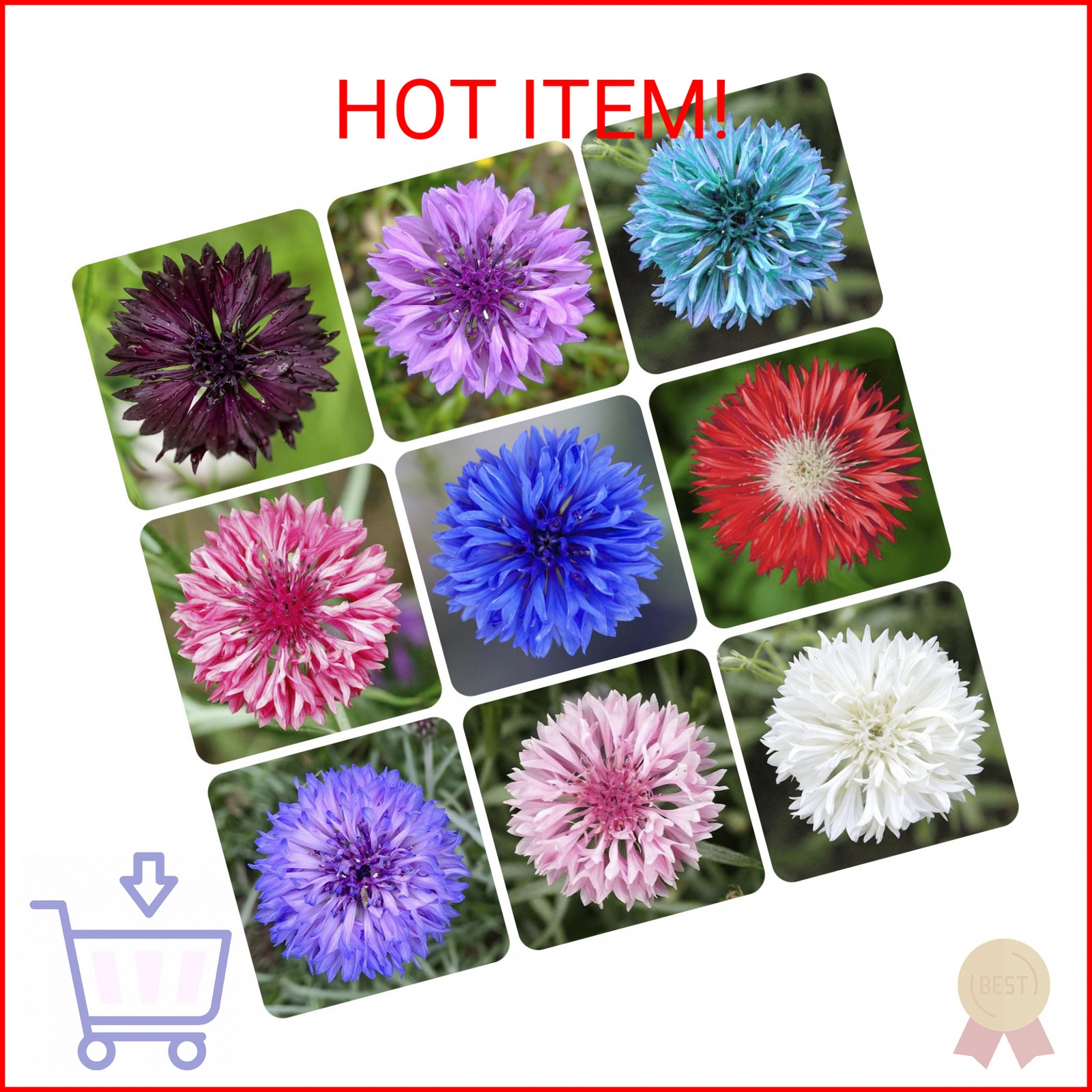 3200+ Mix Cornflower Seeds for Planting – Non-GMO Bachelor Button Flower Seeds G