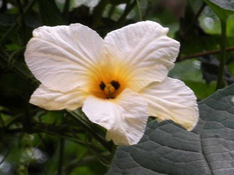 Momordica subangulata renigera | Teasle Gourd | Bhat Karela | 5_Seeds