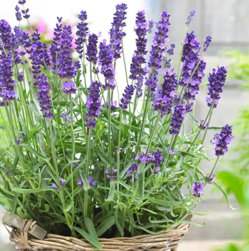 English Lavender Seeds Herb Lavender lavandula angustifolia