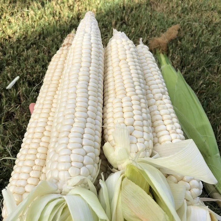 50pcs Sweet White Corn Seeds – Heirloom, Sweet, Open-Pollinated, Non-GMO.
