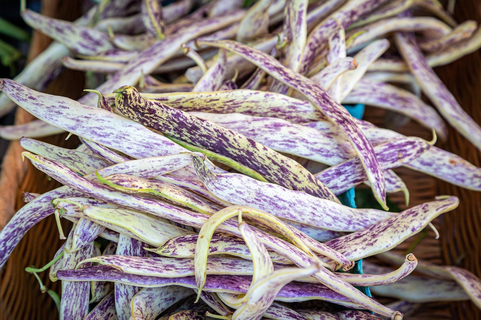 50 DRAGON TONGUE Wax BEAN Yellow Purple Phaseolus Vulgaris Vegetable Seeds