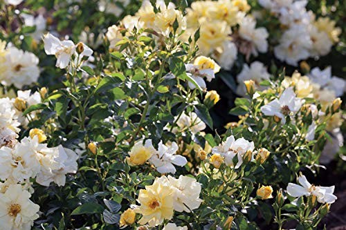 Green Promise Farms Rosa Lemon Drift