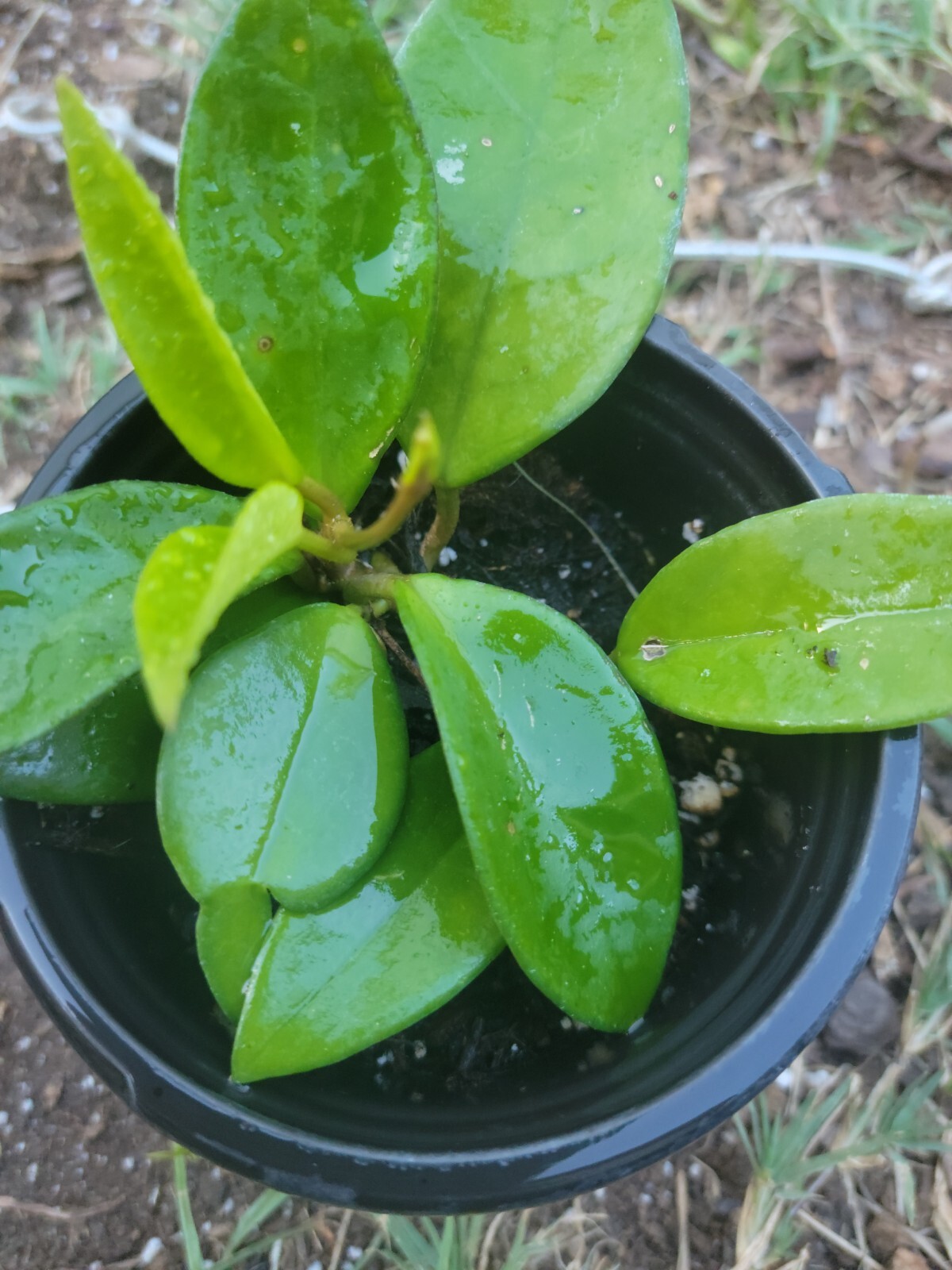 Hoya Chelsea plant in 4 Inch