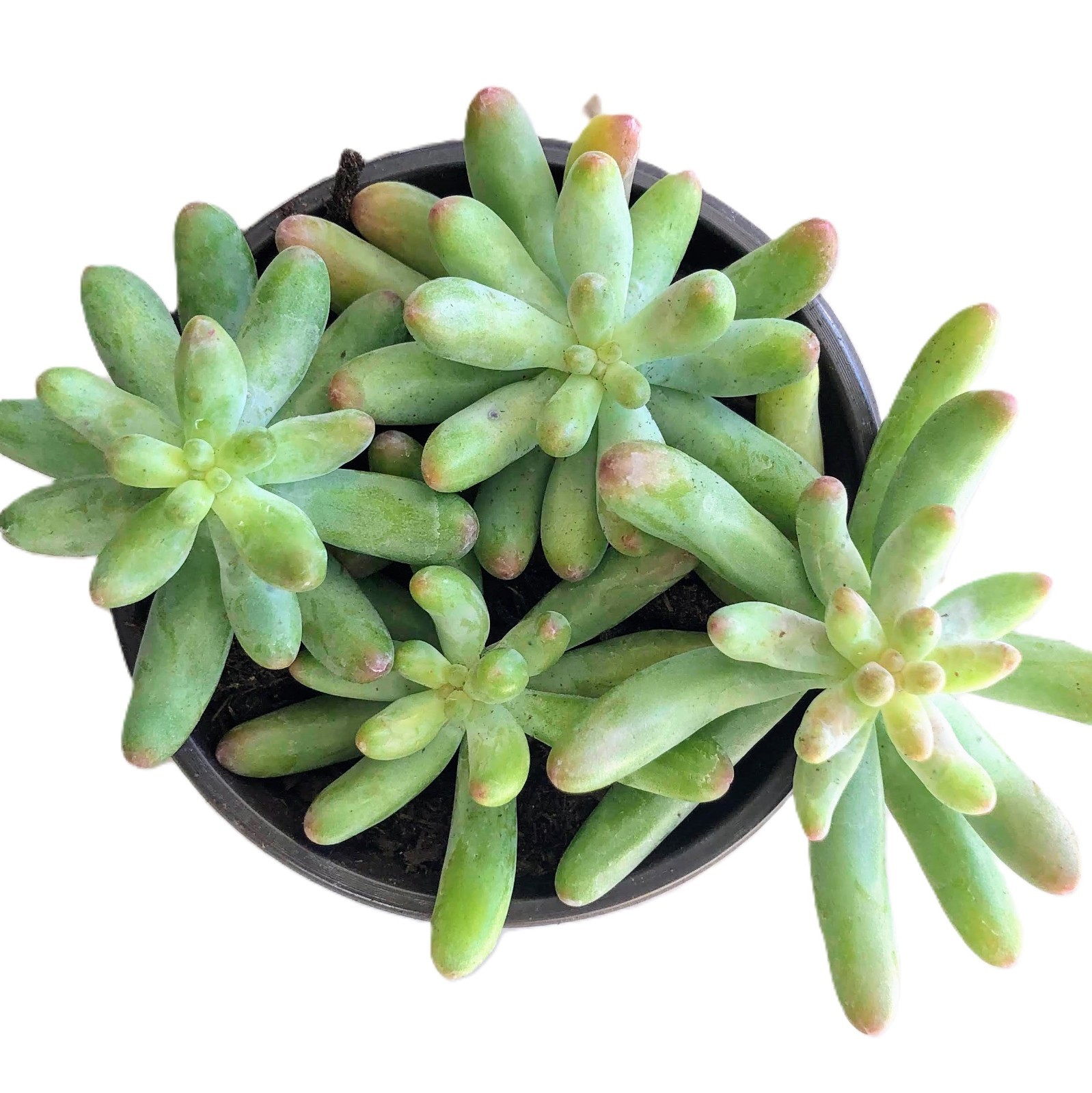Sedum Blue Jelly Bean – Blue Green Bean Shaped Succulent | Rare Frosted Easy Car