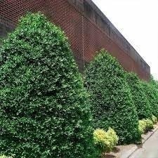 Ilex Needlepoint Holly | 3 Gallon | Ilex cornuta | Evergreen Privacy Plant