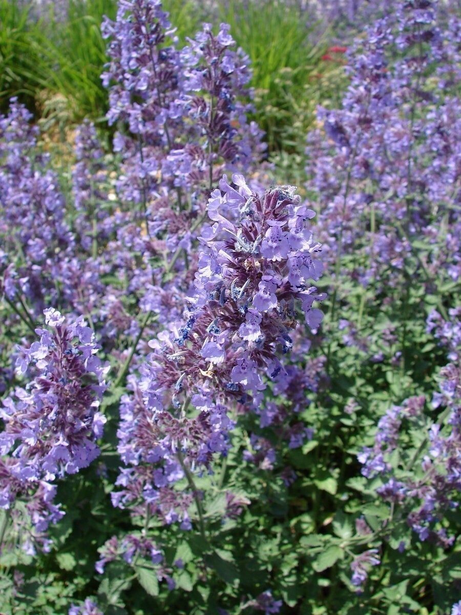 1000+ CATNIP SEEDS – PERENNIAL – BUG REPELLING – NON GMO – HEIRLOOM – HERB