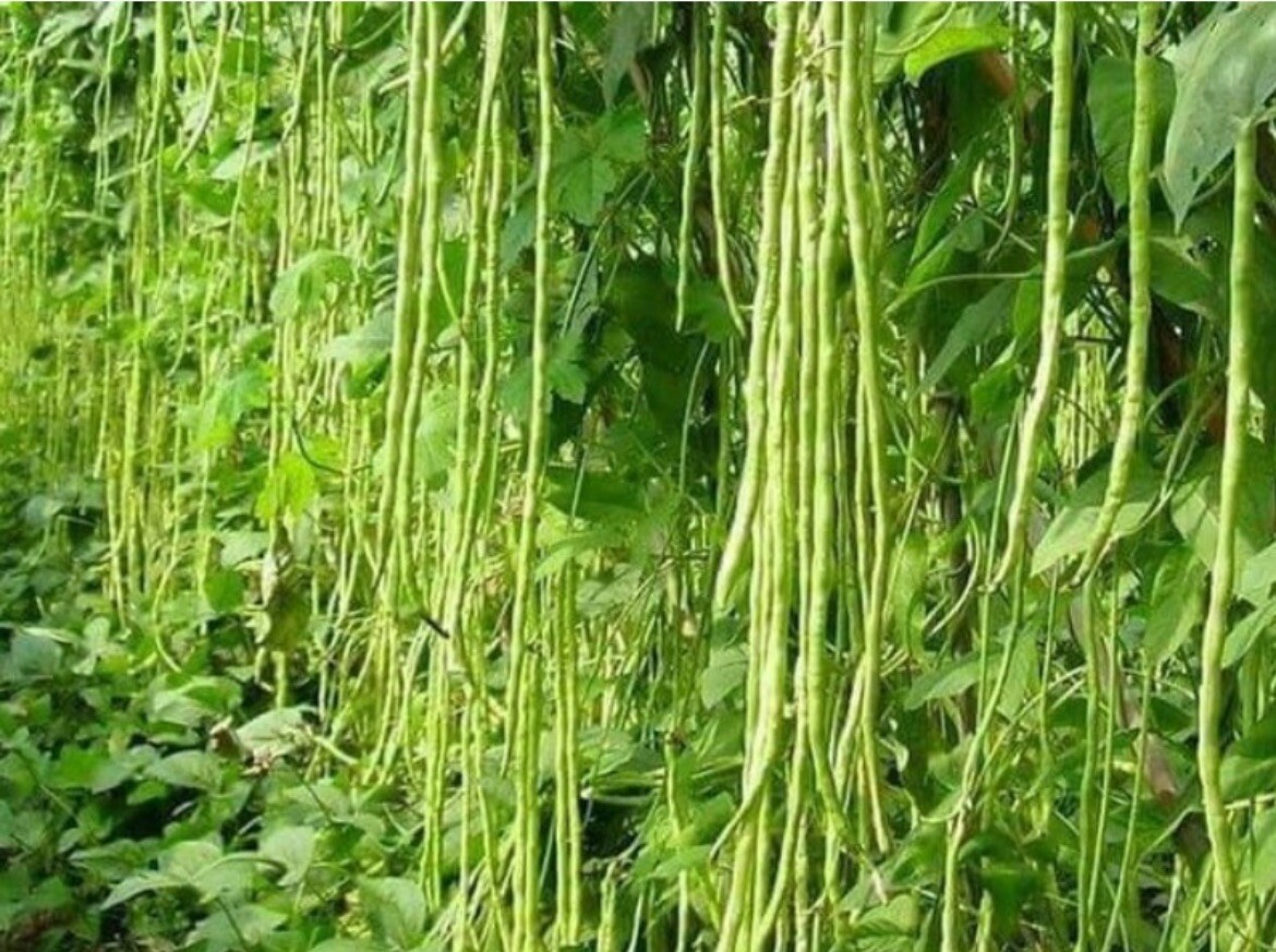 50+Seeds- Green Yard Long Bean |Asian String beans I Sitaw I NON-GMO Heirloom