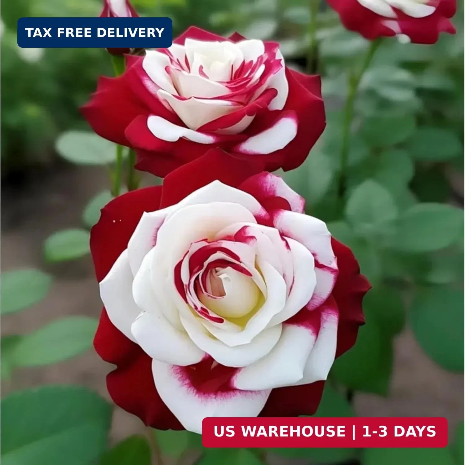 10 Rare Twin Red White Rose Seeds – Heirloom Non-GMO Flower Seeds for Captivatin