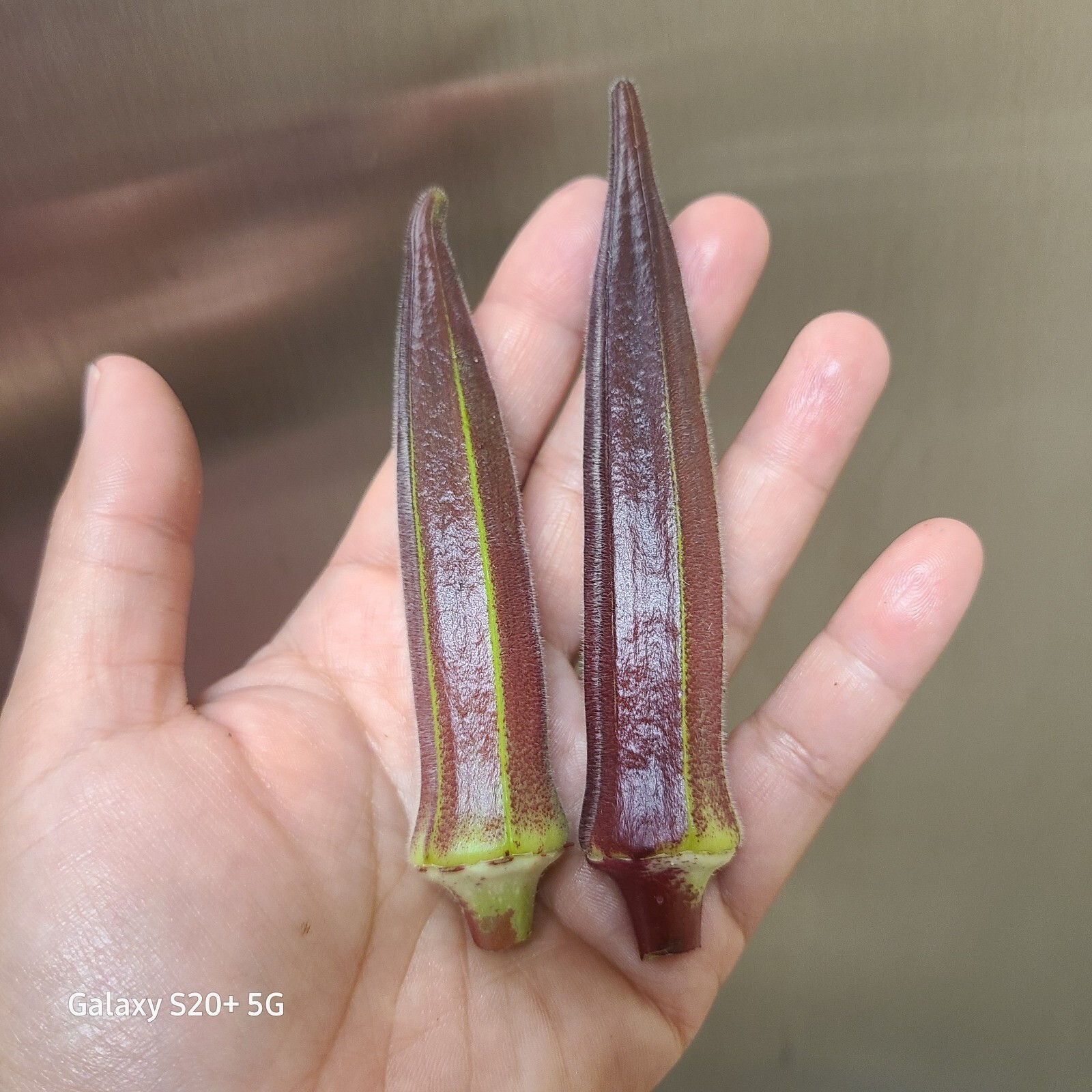 RED BURGUNDY OKRA SEEDS – 30 Seeds