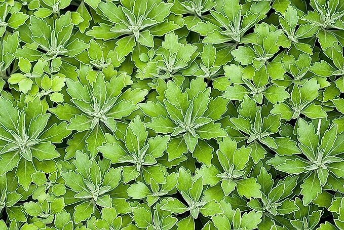 Lambsquarters, Lamb’s Quarters Seeds for Planting (100 Seeds) – Chenopodium Albu