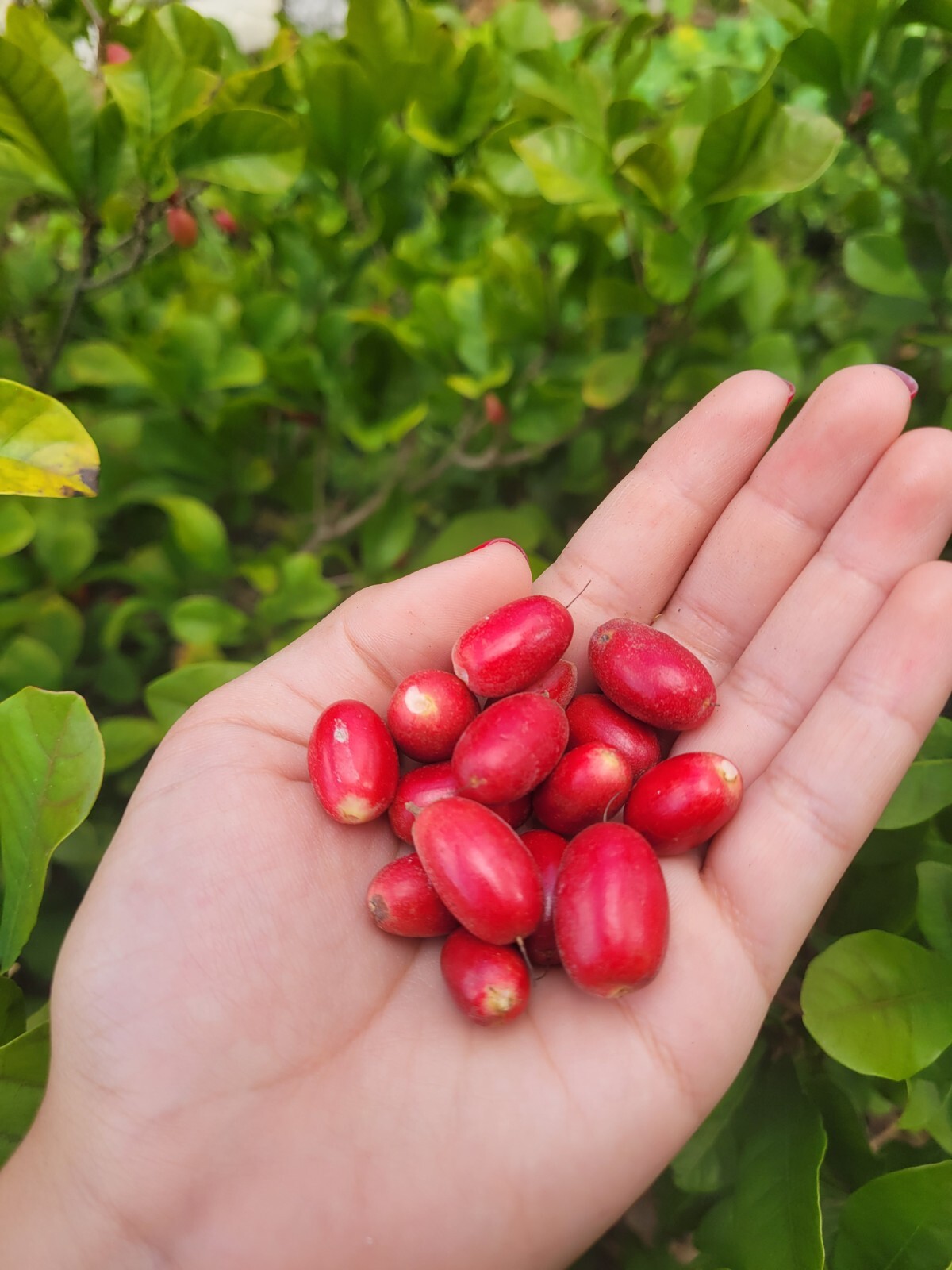 Miracle Fruit Plant Synsepalum dulcificum small seedling
