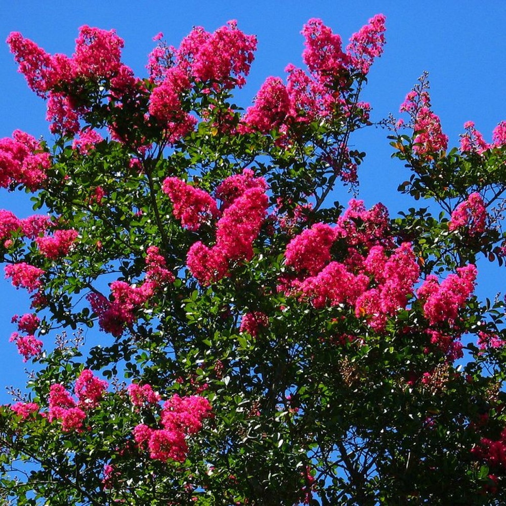 CRAPEMYRTLE Lagerstroemia Indica 50,150,300 SEEDS