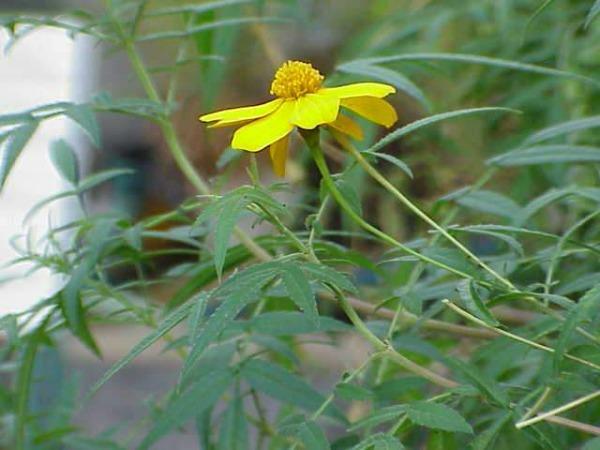 Tagetes lemonii | Copper Canyon Daisy | Mount Lemmon Marigold | 100 Seeds