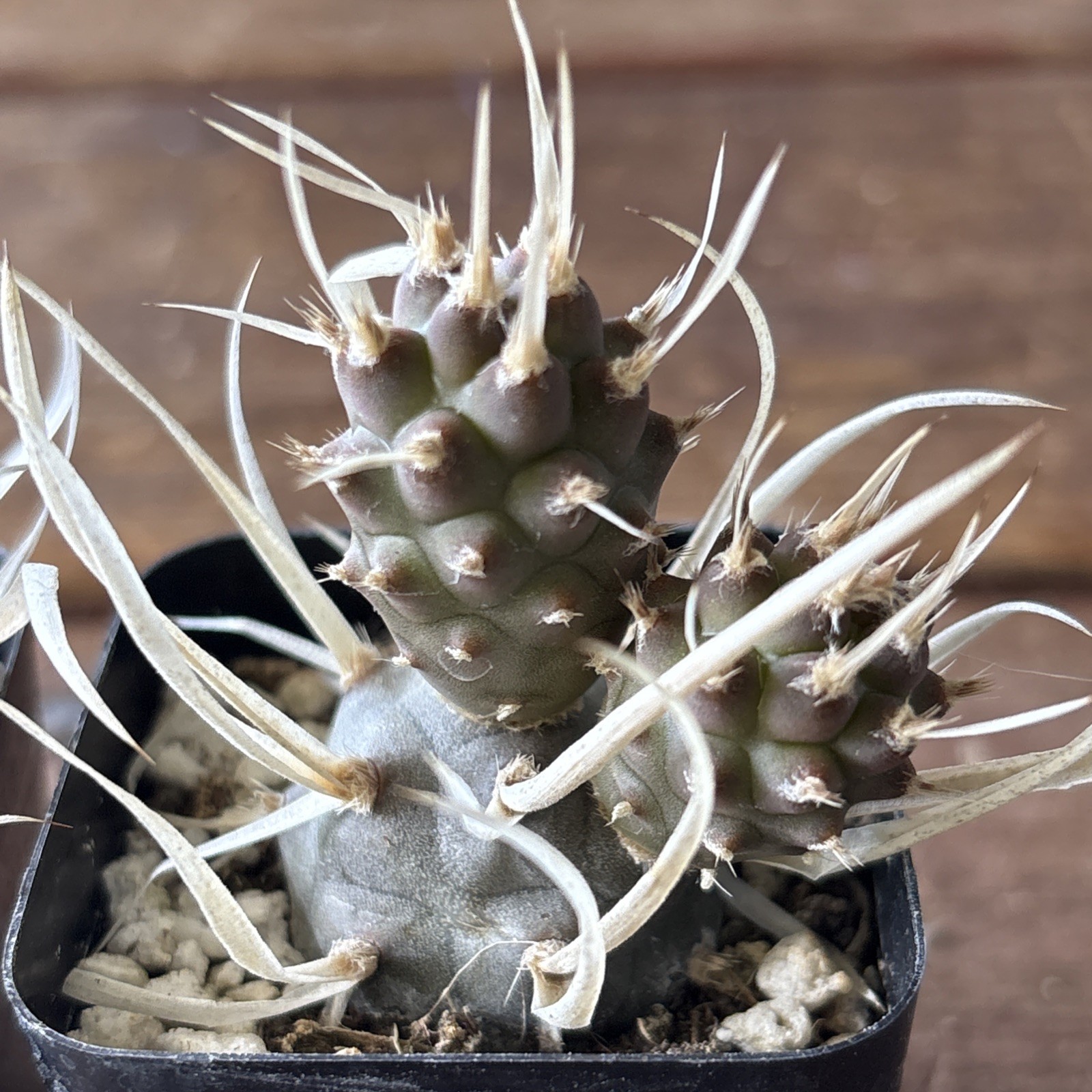Tephrocactus articulatus v. papyracanthus Paper Spine Cactus