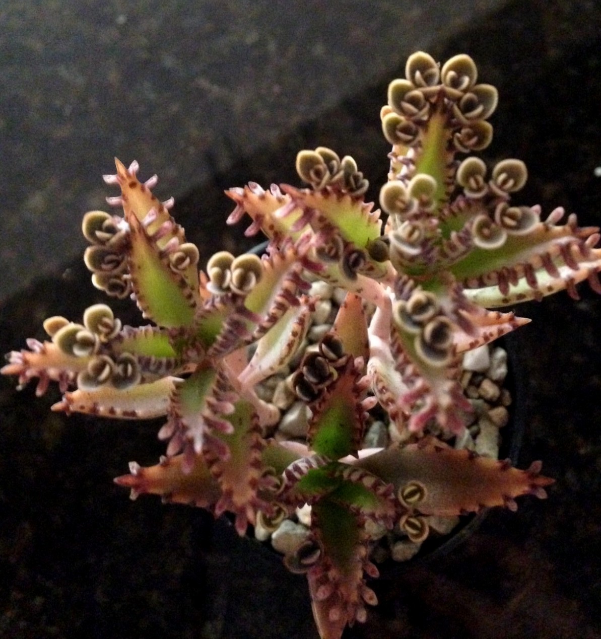 “MOTHER OF MILLIONS” KALANCHOE BRYOPHYLLUM DELAGOENSE – 2 1/4 INCH SUCCULENT POT