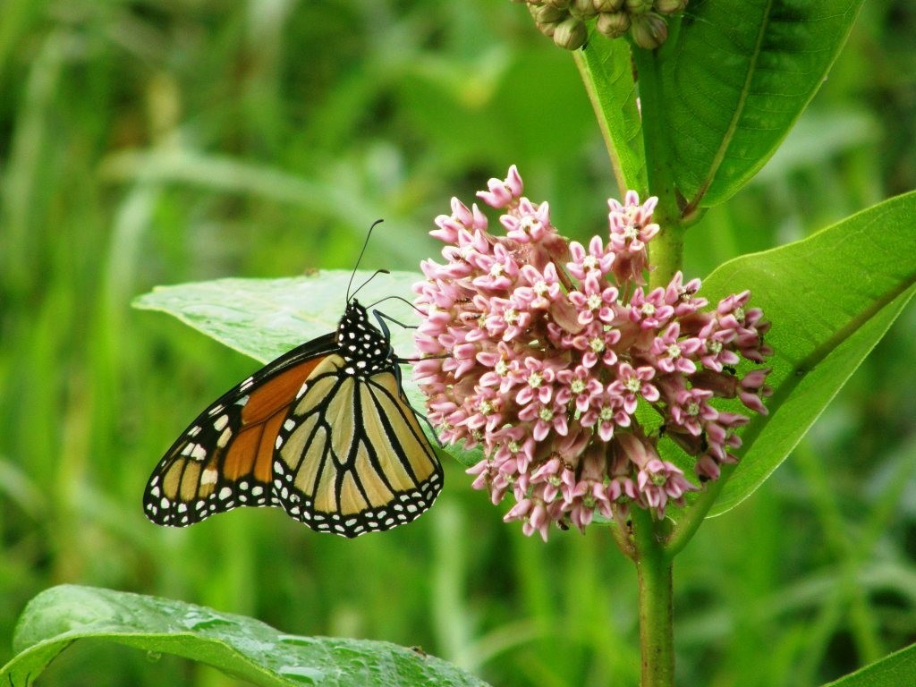 Common Milkweed – Starter Plug-Grown Seedlings (5-Pack)
