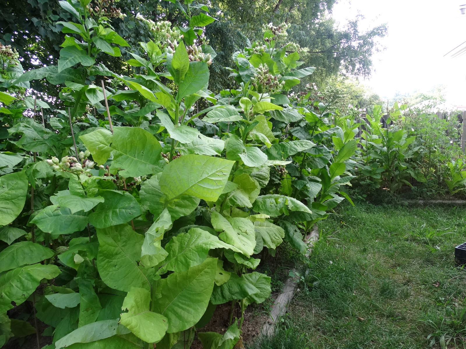 Virginia Gold Tobacco 3000+ seeds Fresh 2023 Crop Growing Instructions Included