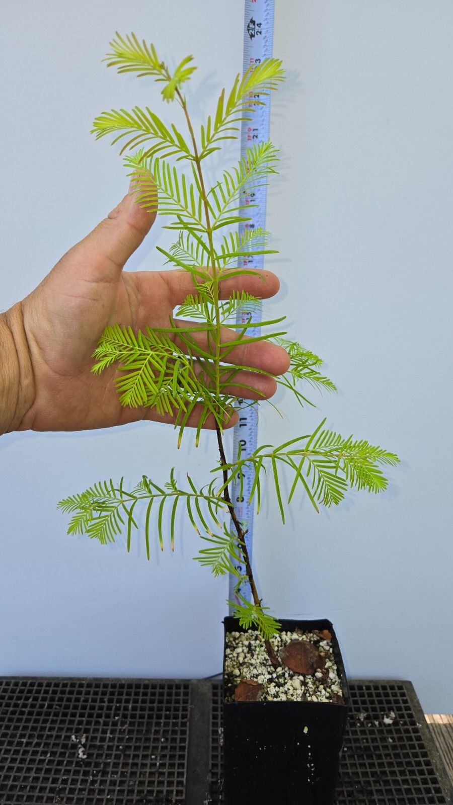 Bonsai Starts, Dawn Redwood, Metasequoia glyptostroboides.