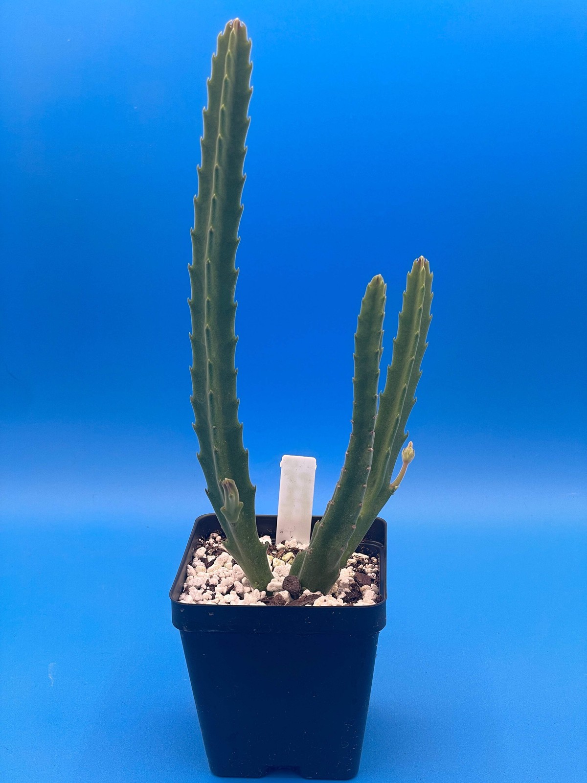 Stapelia Ambigua -Rooted in 3.5″ Pot- Starfish Cactus- But Those Flowers Though!