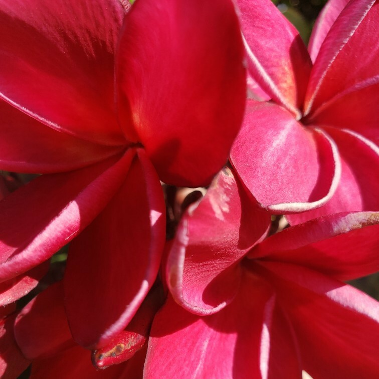 2 PLUMERIA Wildfire Red Rare CUTTINGs ~ 9 to 12 inches tall