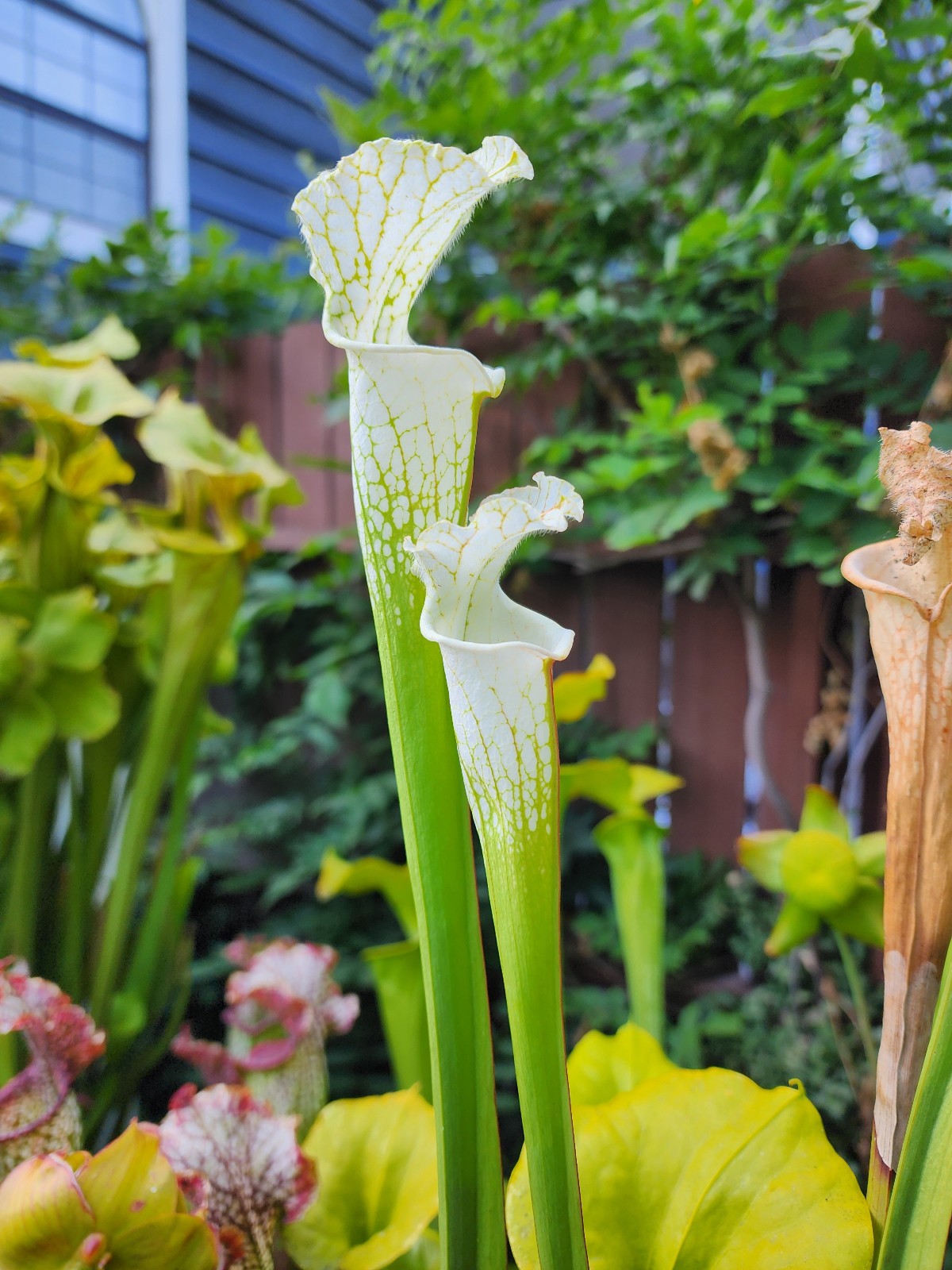 2025 SARRACENIA SEEDS: LEUCO ALBA ROD’S FAVORITE X (LEUCO CRONUS HYBRID)