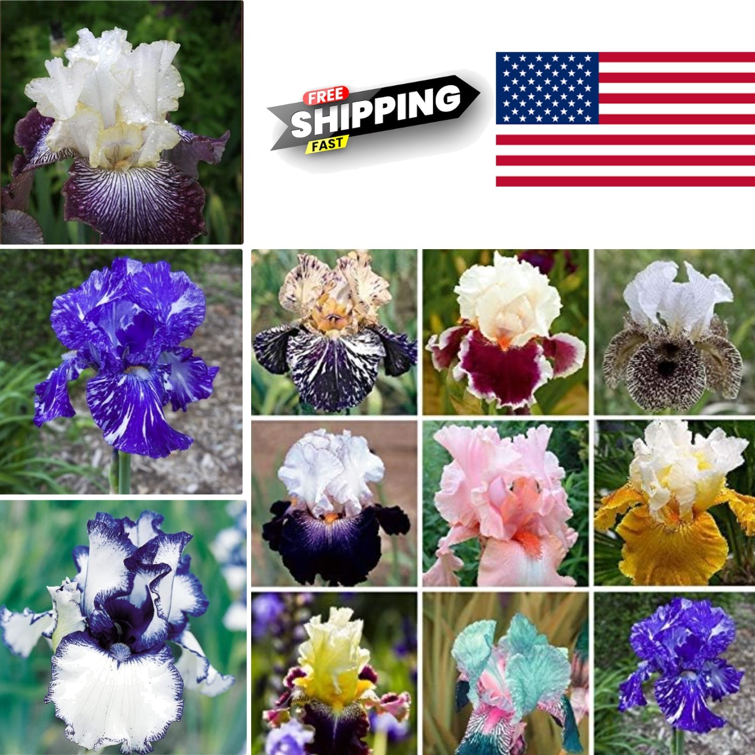 Hand Selected Heirloom Iris Seeds 35pcs Vibrant Multicolor Blooms for Gardens