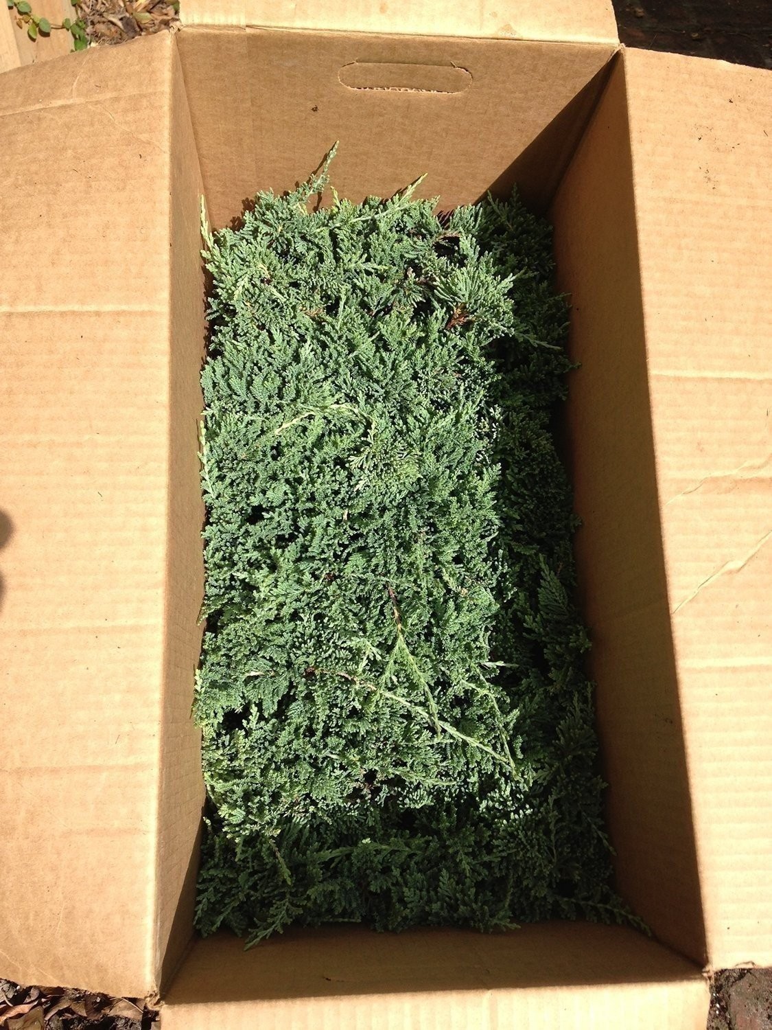 Blue Rug Juniper | 10 Live Plants | Drought Tolerant Cold Hardy Evergreen…