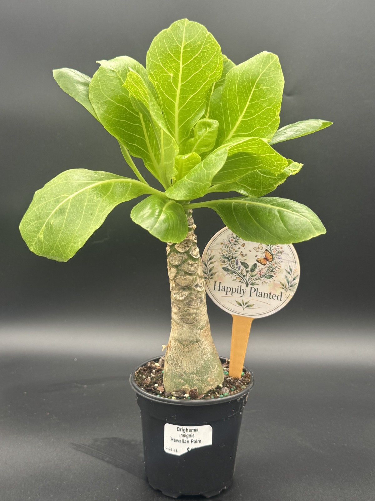 Brighamia Insignis Hawaiian Palm – 4″ Pot Live Plant – Free Shipping