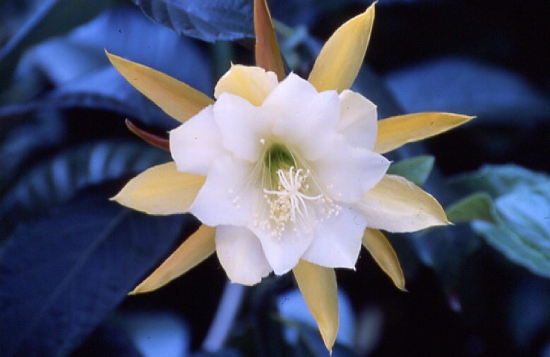 Epiphyllum, Orchid Cactus, ” IVIORE “, Don’s Quart pots JULY/1