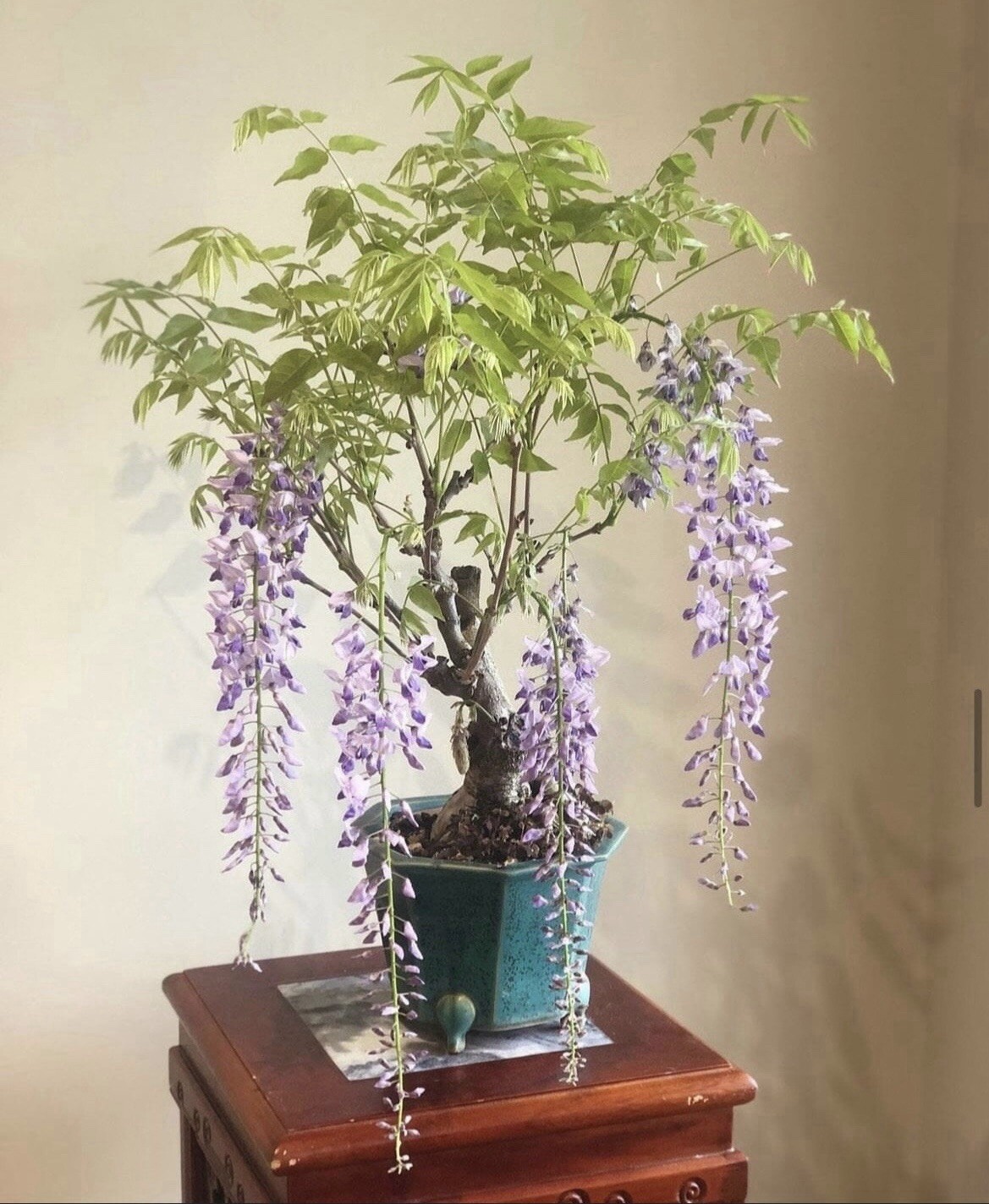 Purple Rain Wisteria Bonsai seeds, high quality seeds high germination rate